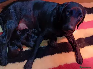 Labrador Retriever dogs BLACK LABRADOR DOG PUPPY FOR SALE - Advert 2