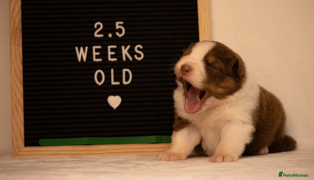 Australian Shepherd dogs for sale: KC Australian Shepherd Puppies  - Image 21