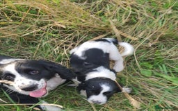 Cocker Spaniel dogs for sale: Cocker Spaniel puppies - Image 4