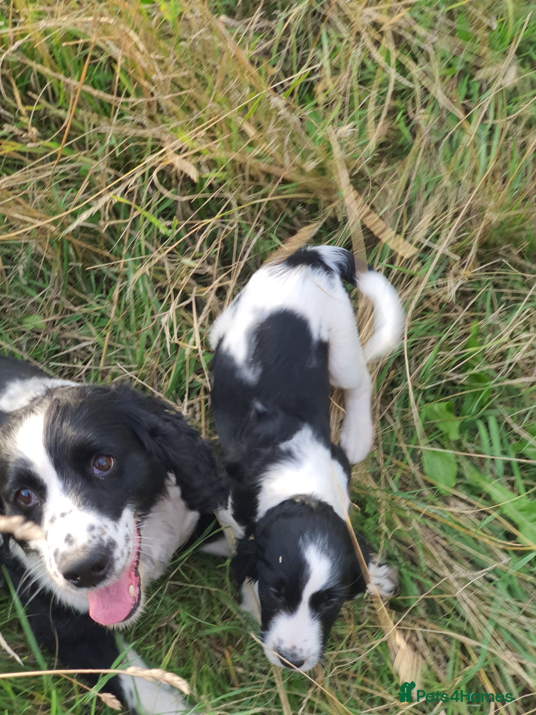 Cocker Spaniel dogs for sale: Cocker Spaniel puppies - Image 4