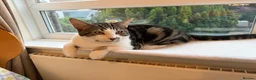 British Shorthair cats for sale: Mr Olly - Advert 3