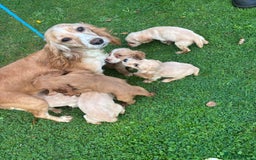 Cocker Spaniel dogs for sale: Our beautiful cocker spaniel pups for sale - Image 4