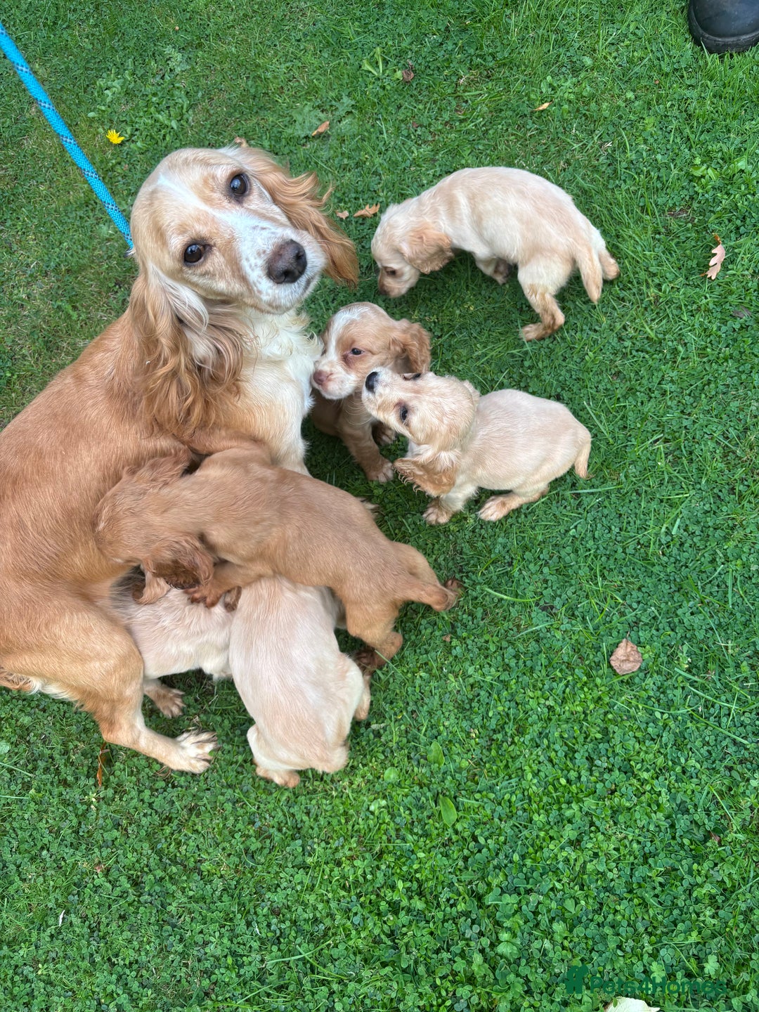 Cocker Spaniel dogs for sale: Our beautiful cocker spaniel pups for sale - Image 4