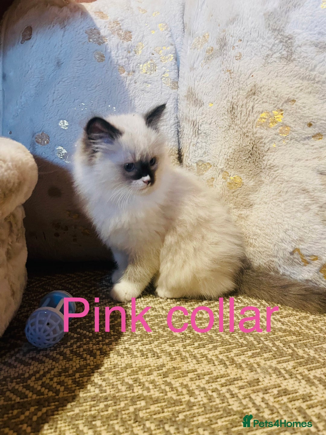 Ragdoll cats for sale: Ragdoll kittens ready 28th Jan  - Advert 18