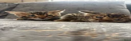 Bengal cats for sale: Perfect Bengal kittens  - Advert 12