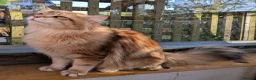 Siberian cats for sale: Siberian tortie tabby girl, GCCF registered  - Advert 5