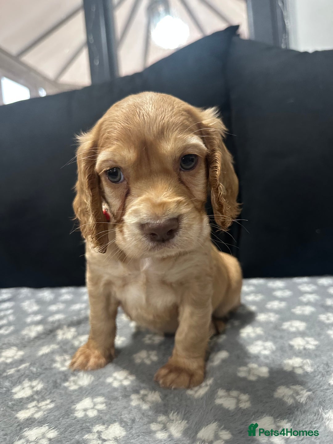 Cocker Spaniel dogs for sale: 3 beautiful cocker spaniel puppies left  - Advert 33