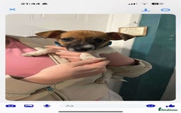 Jack Russell dogs for sale: Jack Russell puppy  - Image 1
