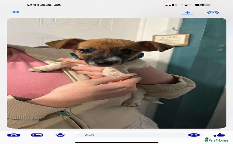Jack Russell dogs - Advert 3