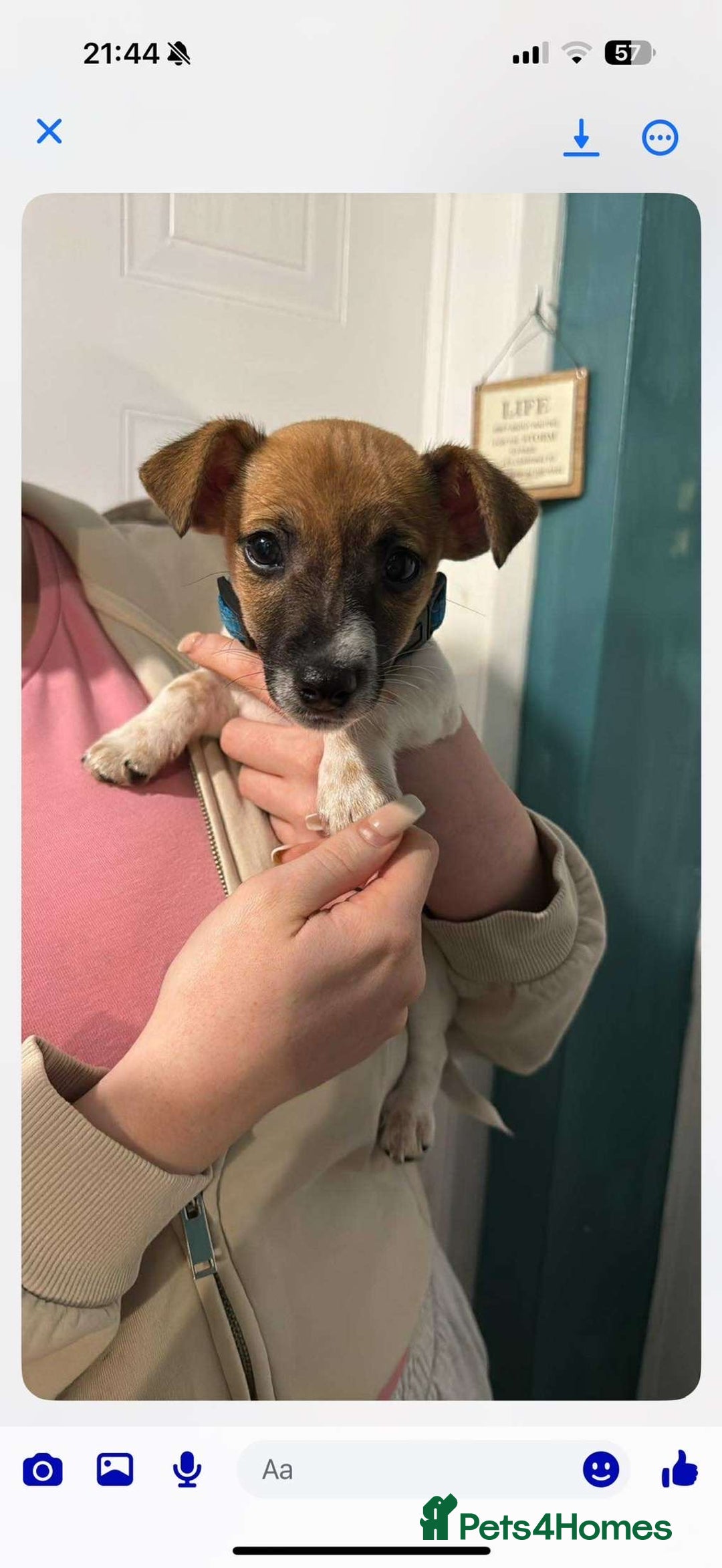 Jack Russell dogs for sale: Jack Russell puppy  - Image 1