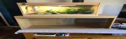 Gecko reptiles for sale: Leopard gecko  in Stafford - Advert 1