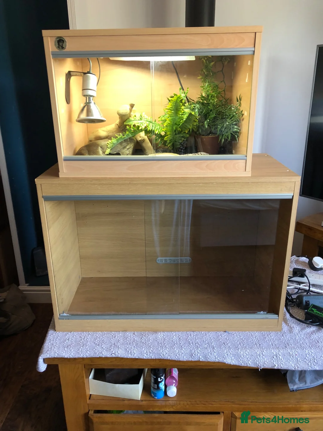 Gecko reptiles for sale: Leopard gecko  in Stafford - Advert 1