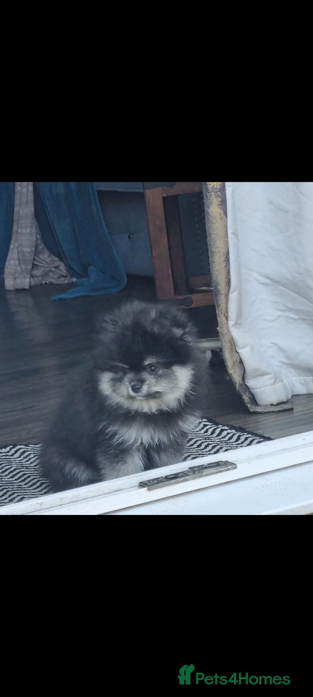 Pomeranian dogs for sale: Last black and silver - KC - Chiao li ya lines 🫅 - Advert 1