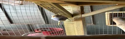Budgerigars birds for sale: Budgerigar in Staines - Advert 5