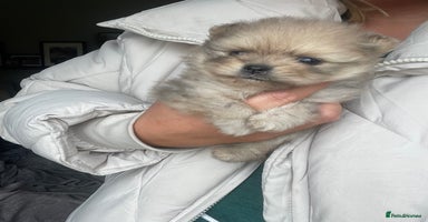 Pomeranian dogs - Advert 4