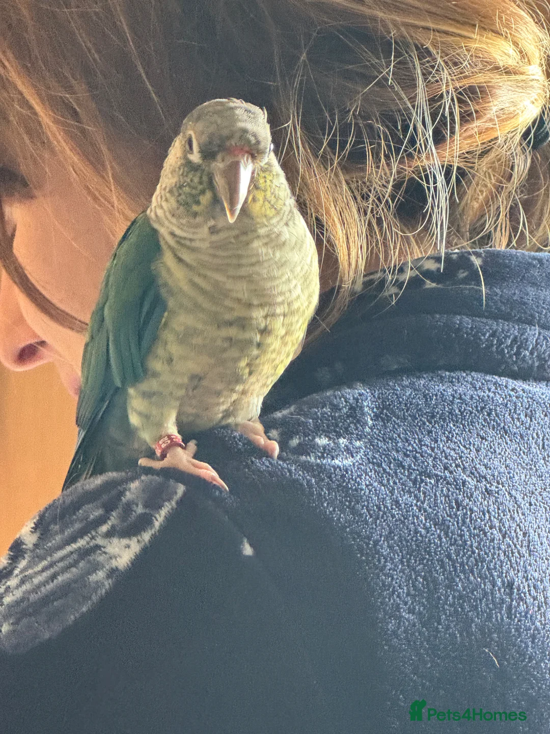 Conures birds for sale: Violet blue yellowsided conure in Andover - Advert 2