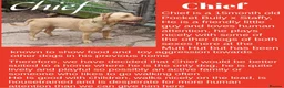 Mixed Breed dogs for sale: Rescue Dogs in need of Loving Homes - Advert 5