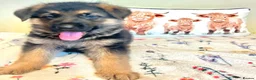 German Shepherd dogs for sale: German sheperd puppies Champion line - Advert 20