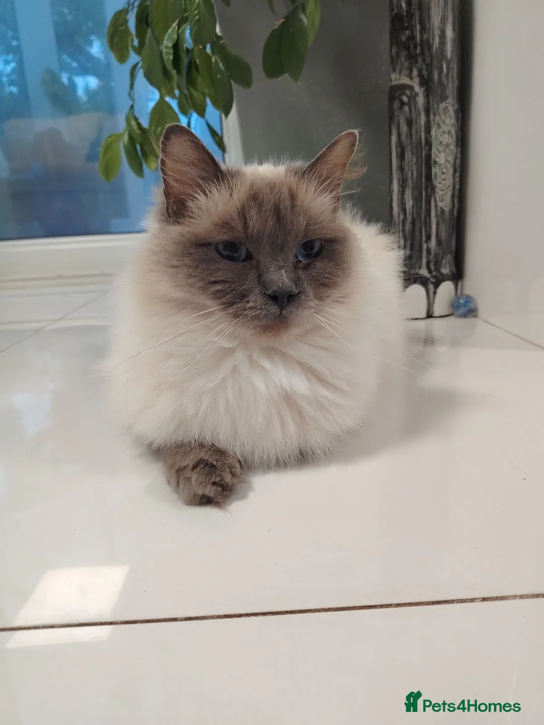 Mixed Breed cats for sale: Ragdoll cross  - Advert 2