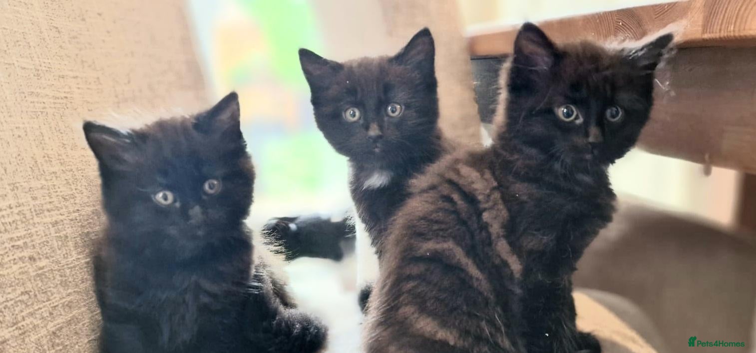 Mixed Breed cats 4 mixed breed main coon/ bengal boys - Advert 1