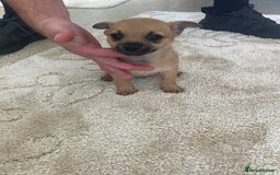 Pomchi dogs for sale: 3 girls pomchi - Image 2