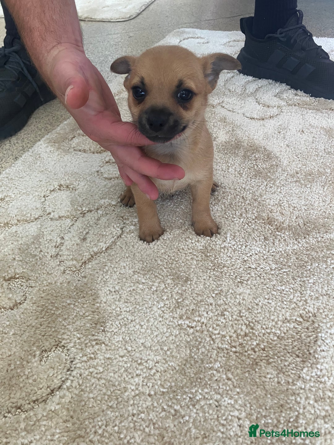 Pomchi dogs for sale: 3 girls pomchi - Image 2