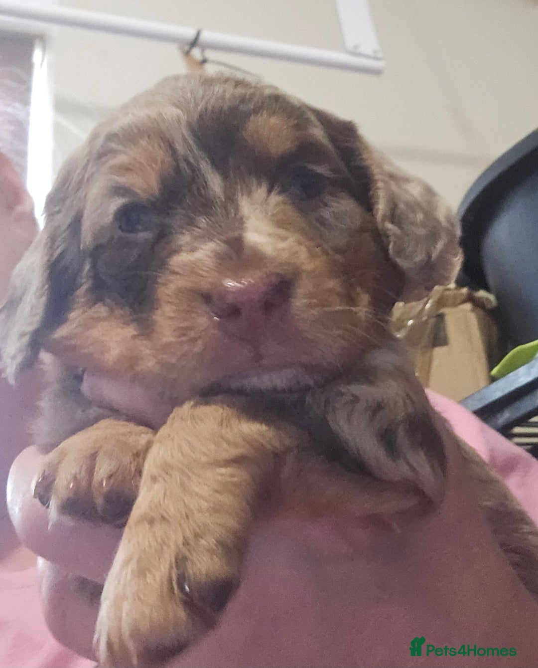 Cockapoo dogs for sale: The best cockapoos  - Image 18
