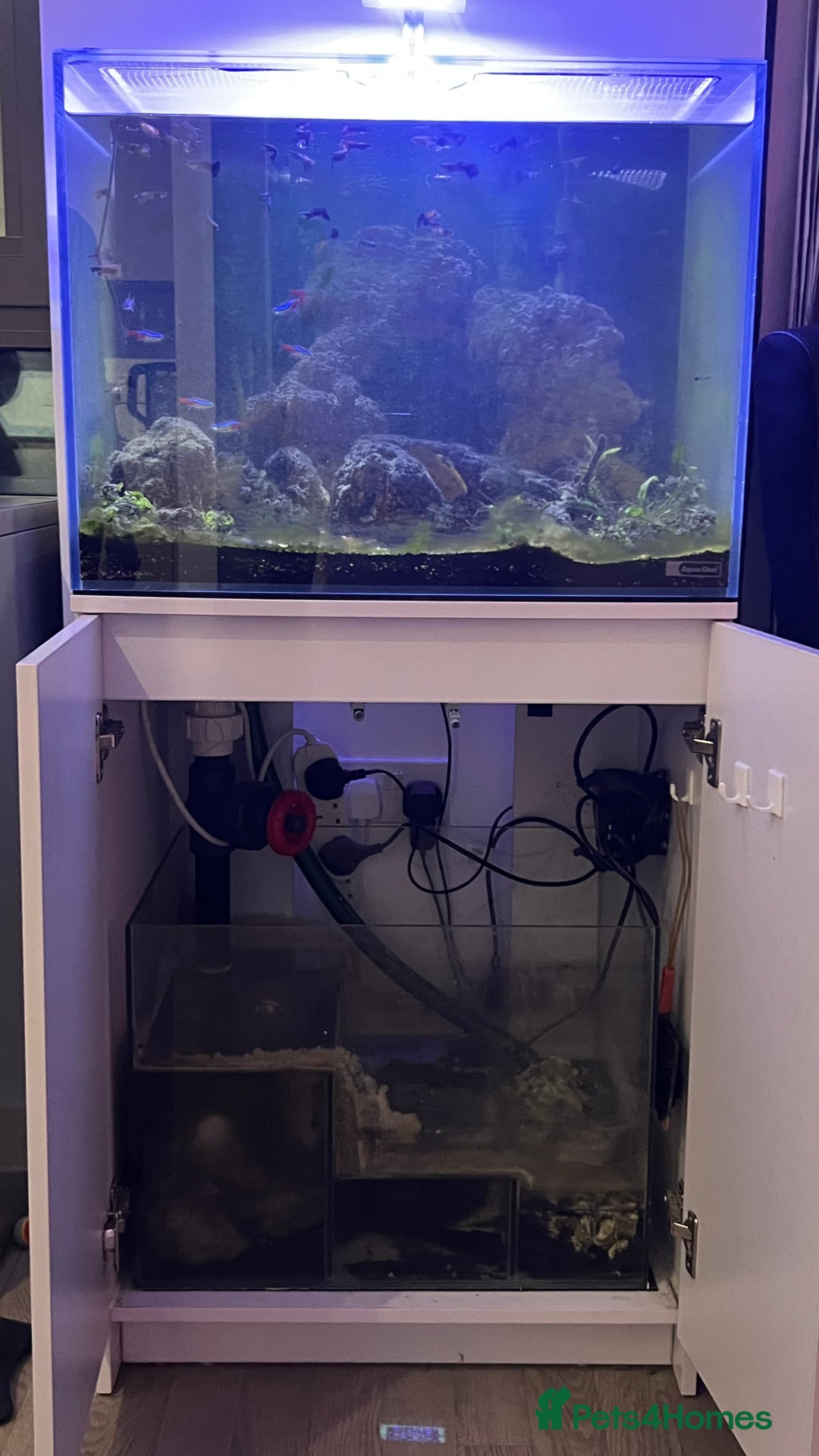 Tetras fish for sale: Fish tank for sale - Image 3