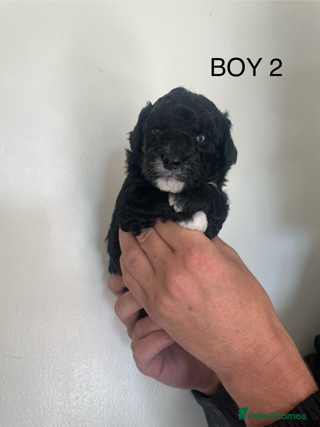 Poochon dogs for sale: F1B miniture black phantom toy poochon - Image 4