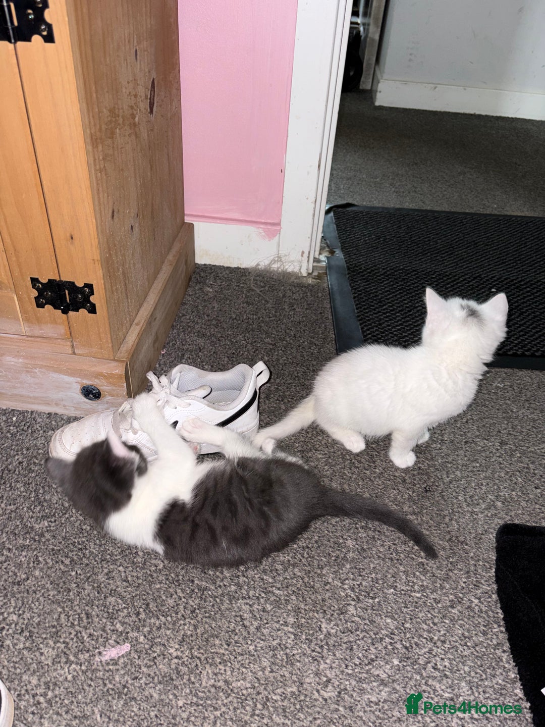 Mixed Breed cats for sale: 3 kitten for sale - Image 5