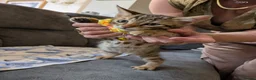 Bengal cats for sale: Bengal cross Kittens seeking forever homes - Advert 5