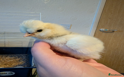 Chickens poultry for sale: Mixed breed chicks and Silkies - Image 6