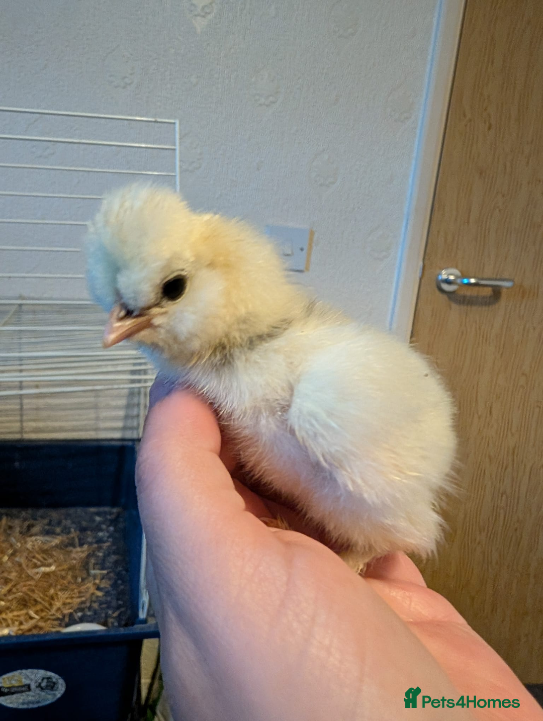 Chickens poultry for sale: Mixed breed chicks and Silkies - Image 6