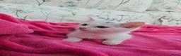 Mixed Breed cats for sale: Female kittens 14 weeks old  - Advert 6