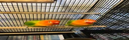 Lovebirds birds for sale: 2 lovebird pairs and cage for sale. in Brierley Hill - Advert 12