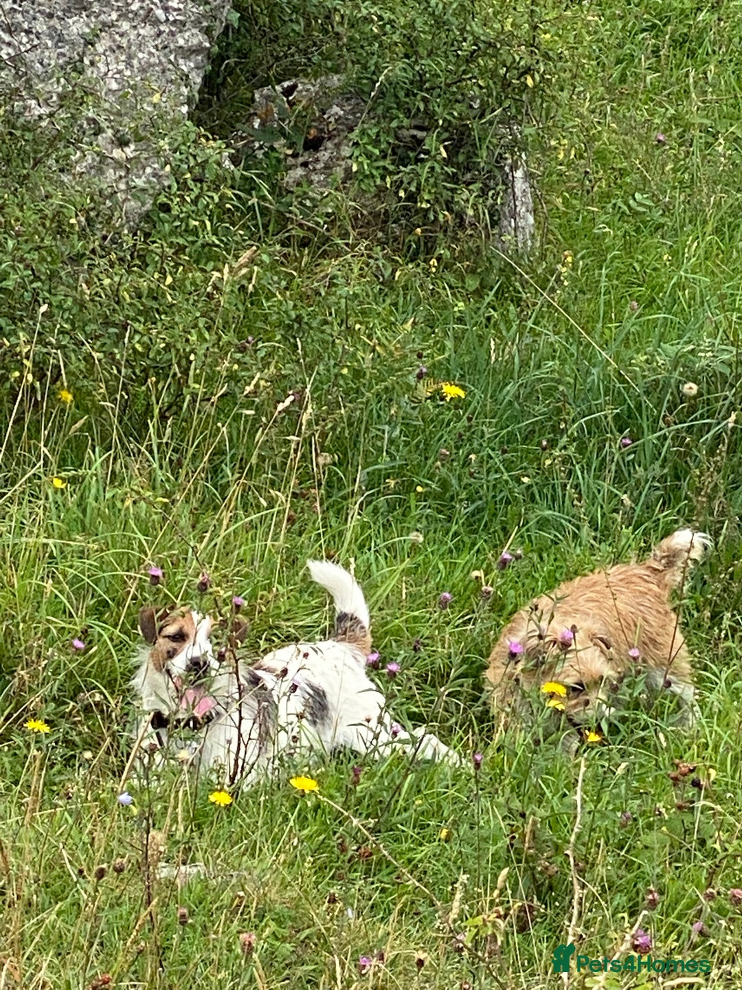 Jack Russell dogs for sale: Gorgeous Jack Russell  puppies ready now, two left - Image 8