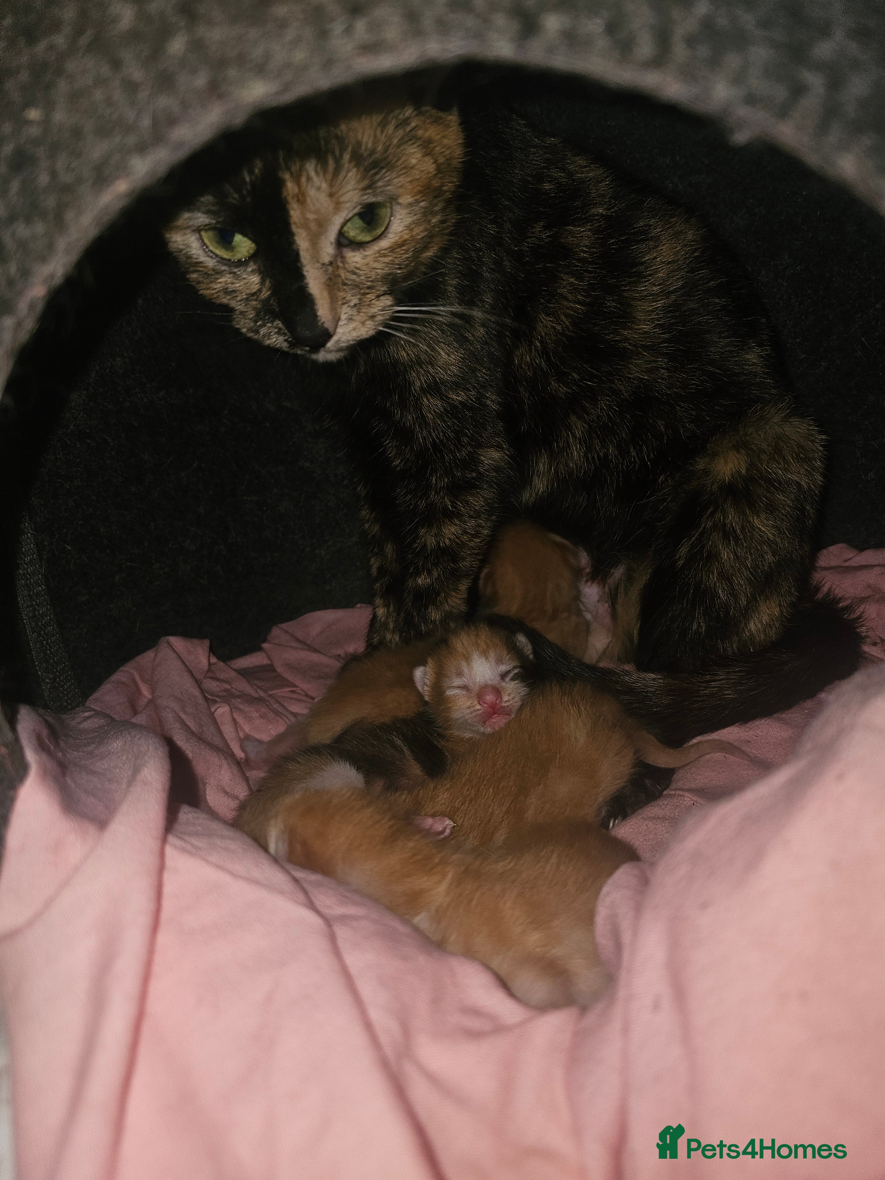 Mixed Breed cats Calico x maincoon mix - Advert 5