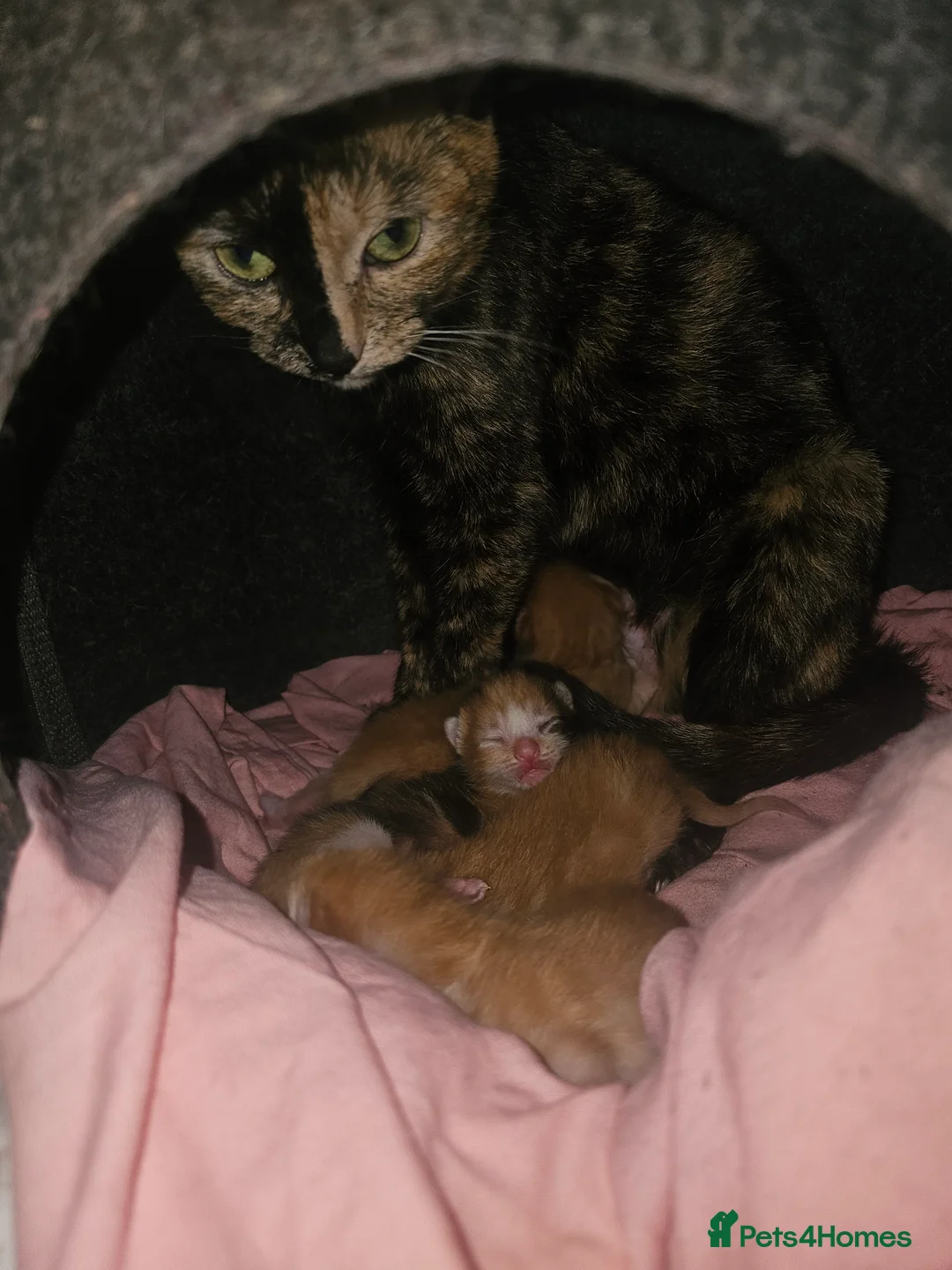 Mixed Breed cats for sale: Calico x maincoon mix - Advert 1