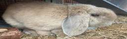 Mini Lop rabbits for sale: Mini Lop boy  in Derby - Advert 3