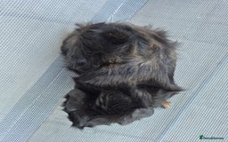 Guinea Pig rodents for sale: Female guinea pigs both sisters - Image 3