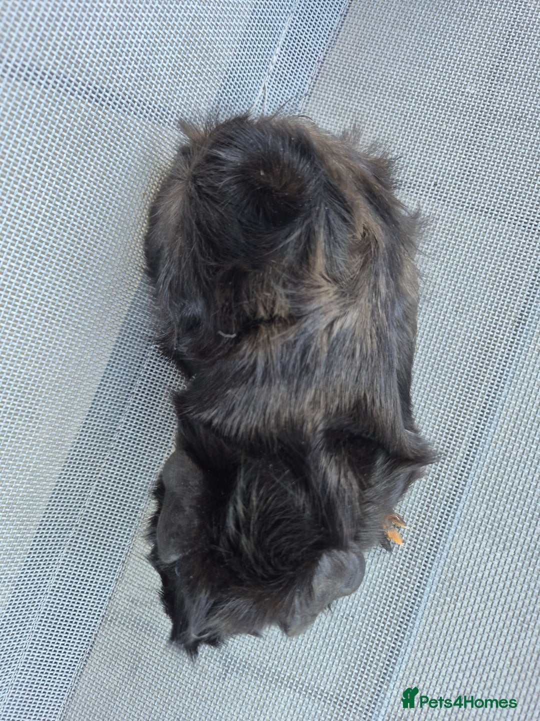 Guinea Pig rodents for sale: Female guinea pigs both sisters - Image 3