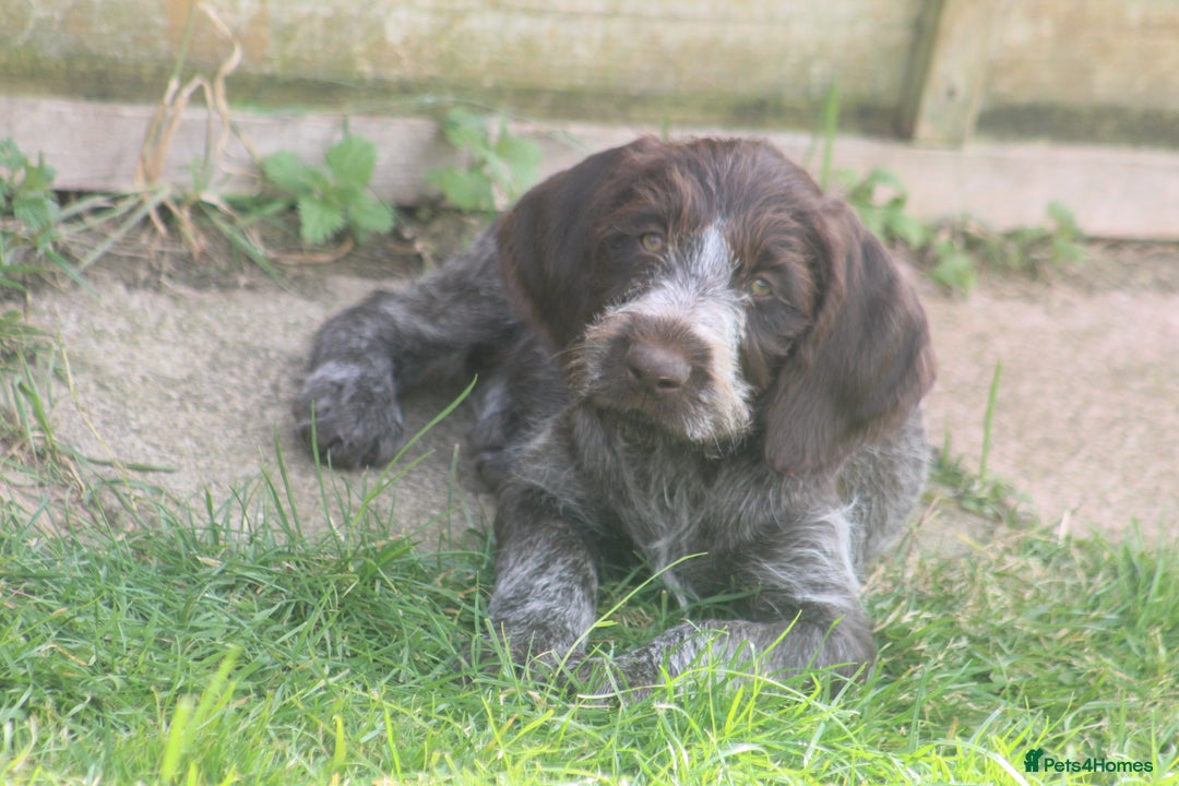 German Wirehaired Pointer dogs for sale: Beautiful Gwps puppies - Image 16