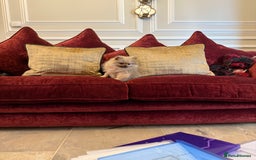 Pomeranian dogs for sale: Beautiful sable Boy Ready Now - Image 4