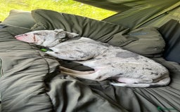 Dorset Olde Tyme Bulldogge dogs for sale: 11 month Old Tyne BullDog  - Image 5