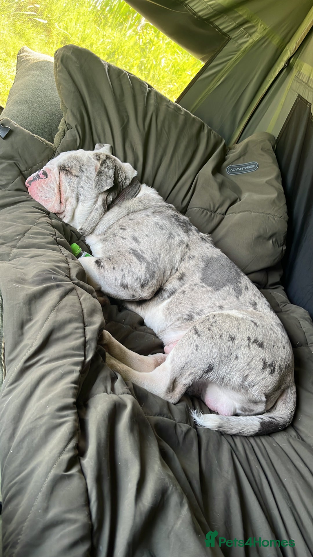 Dorset Olde Tyme Bulldogge dogs for sale: 11 month Old Tyne BullDog  - Image 5