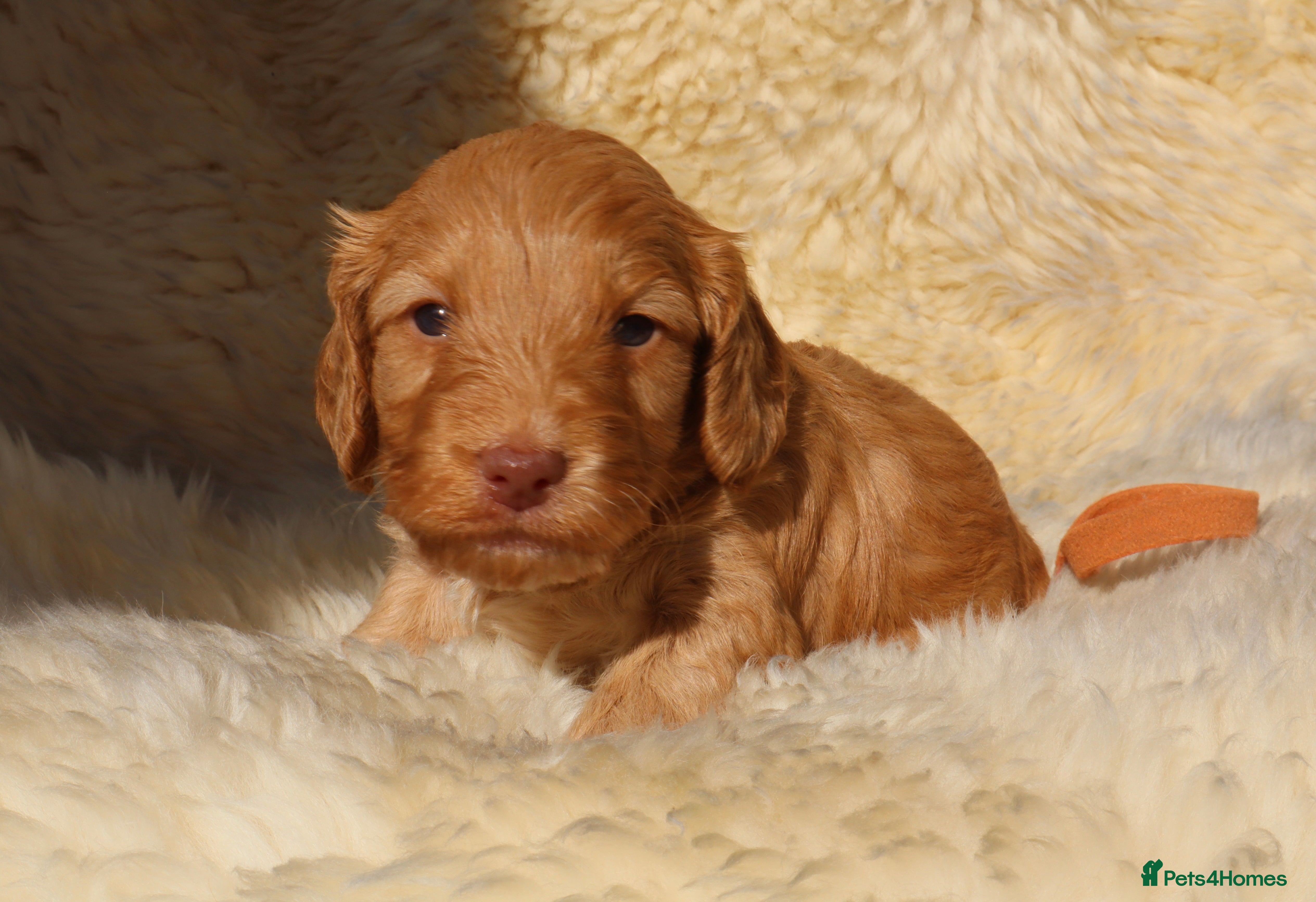 Cockapoo dogs F1 COCKAPOOS 5* LICENSED BREEDER - Advert 2