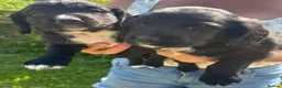 Cocker Spaniel dogs for sale: Cocker Spaniel  in Bishop Auckland - Advert 3