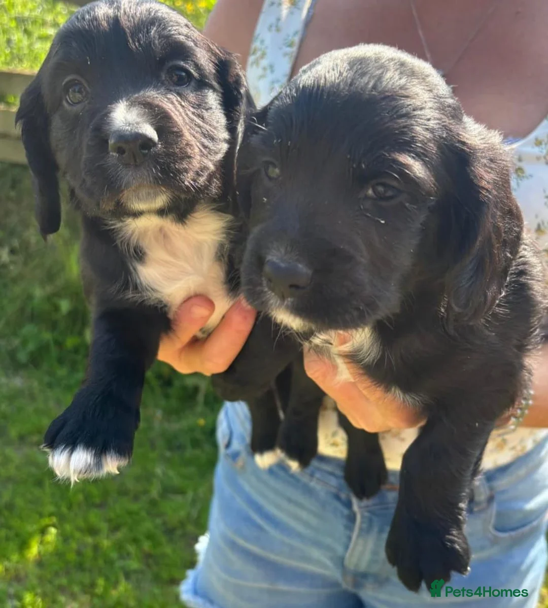 Cocker Spaniel dogs for sale: Cocker Spaniel  - Advert 2