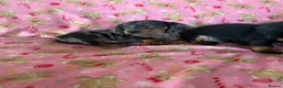 Dachshund dogs for sale: Beautiful dachshund puppies for sale  - Advert 6
