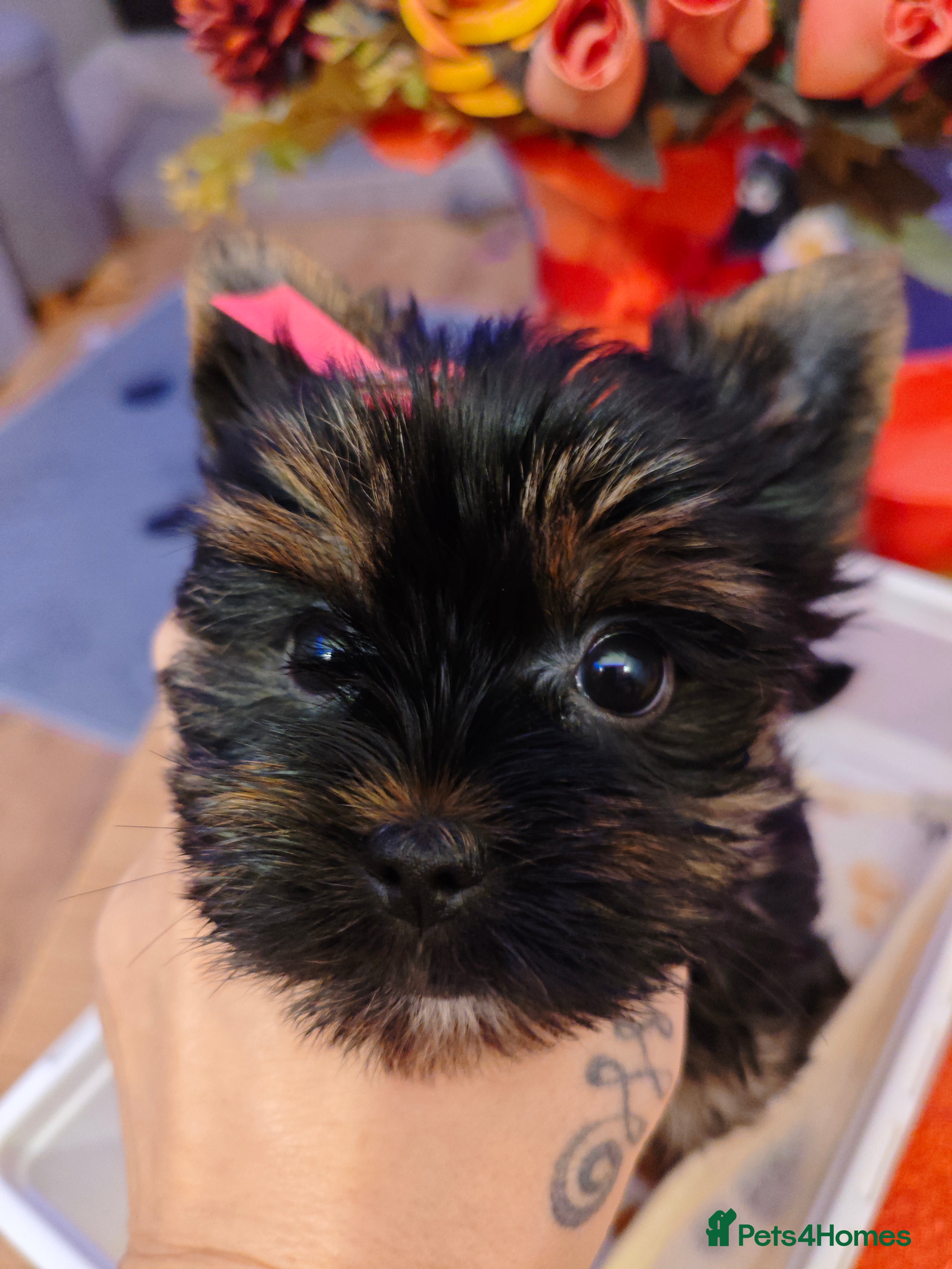 Yorkshire Terrier dogs Beautiful Yorkshire Terrier Girl - Advert 16
